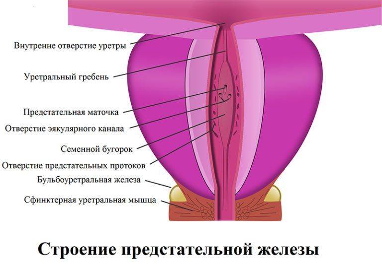 Полный список болезней простаты: от простатита до аденомы