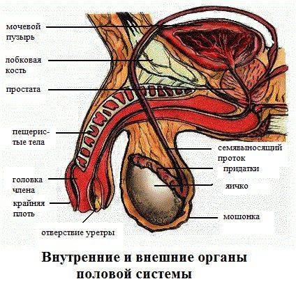 Внутренние и внешние половые органы