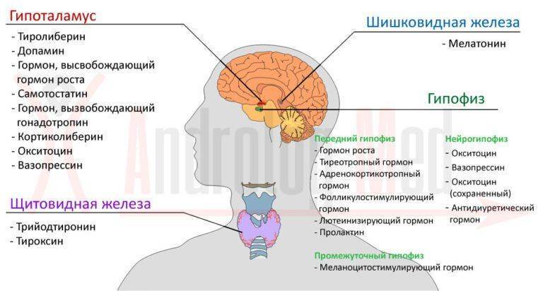 ФСГ у мужчин: норма анализа повышенный или пониженный гормон