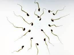 Мужские клетки — сперматозоиды