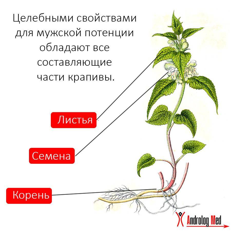 Листья, семена и корень крапивы