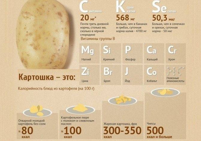 Сколько калорий в картошке варенной, фри, жареной, в мундире?