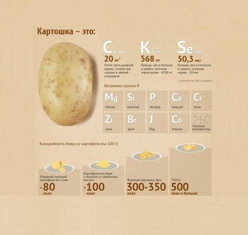 Калорийность картофеля — вареного, жареного, пюре