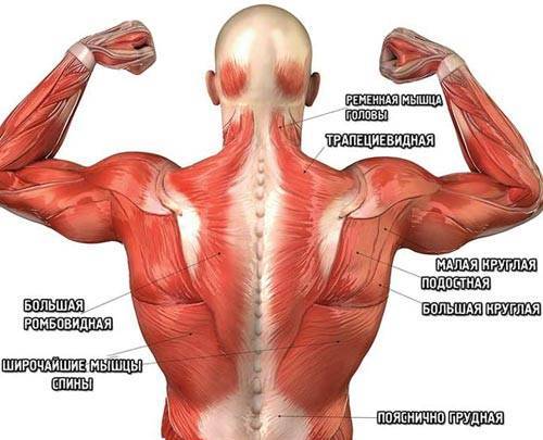 Как мышцы спины в домашних условиях видео