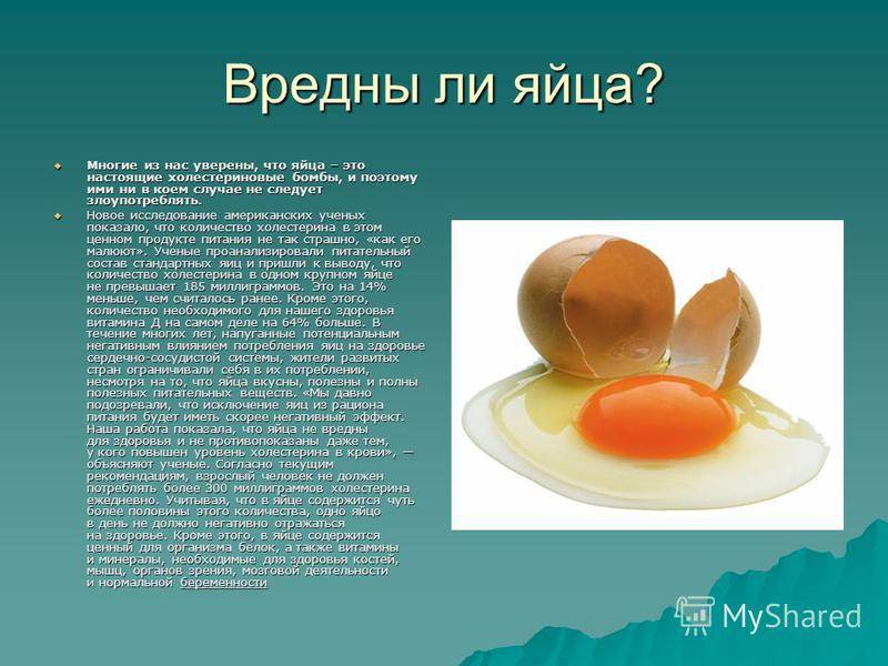Можно ли есть яйца каждый день детям и взрослым, мнение ученых