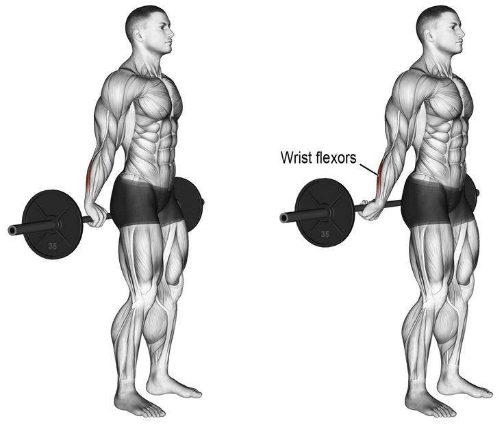 Упражнения для мышц предплечья в домашних условиях для мужчин. укрепление мышц предплечья - kak-nakachat.pro