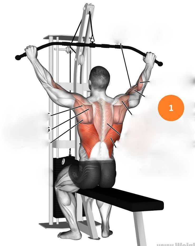Тяга верхнего (вертикального) блока узким хватом к груди: как выполнять и какие мышцы задействованы?