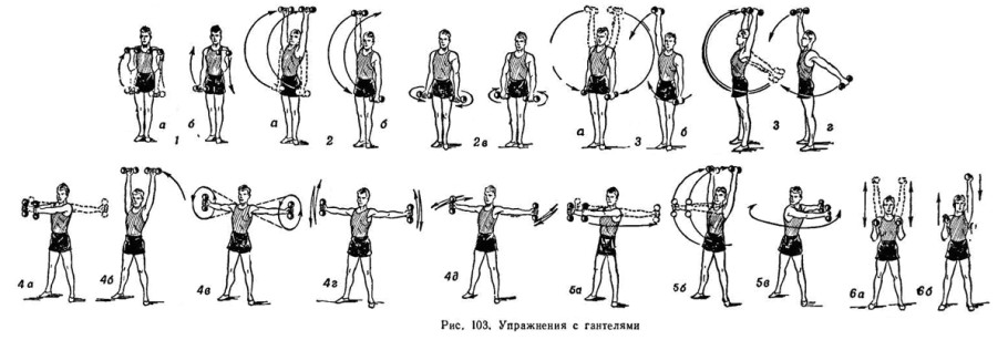Лучшие упражнения с гантелями: базовые упражнения и нагрузка всех групп мышц. 105 фото и советы по выбору веса