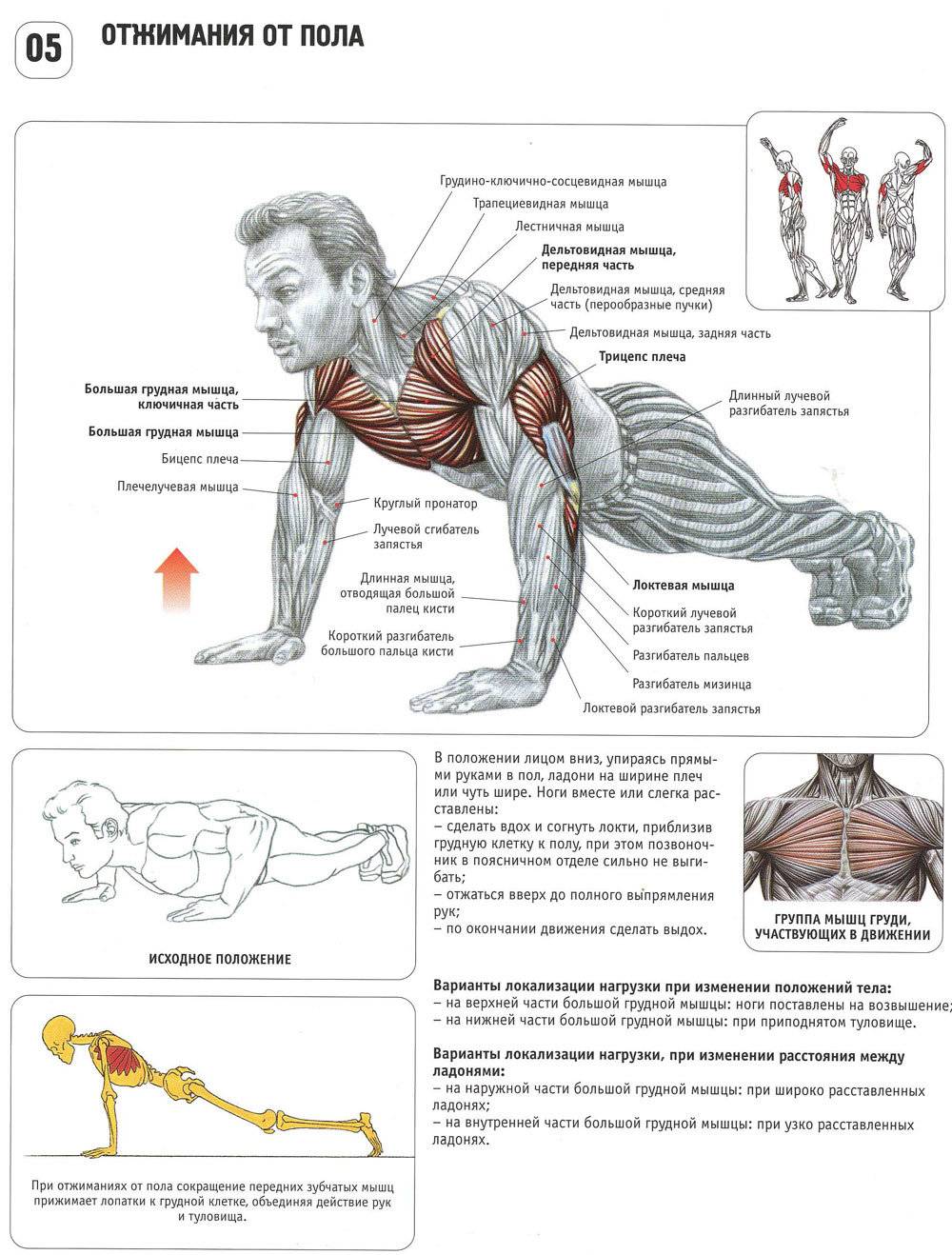 8 программ тренировки в домашних условиях для мужчин на набор мышечной массы и улучшения рельефа тела