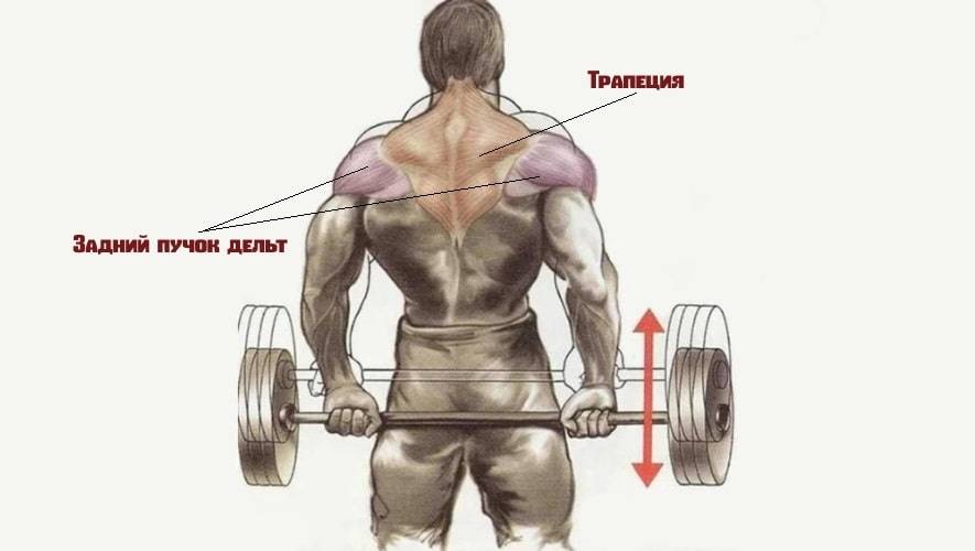 Становая тяга сумо – техника выполнения и работа мышц