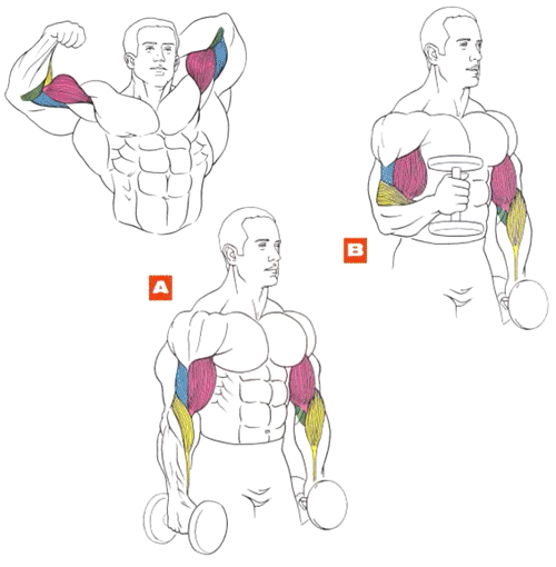 Как накачать мышцы рук