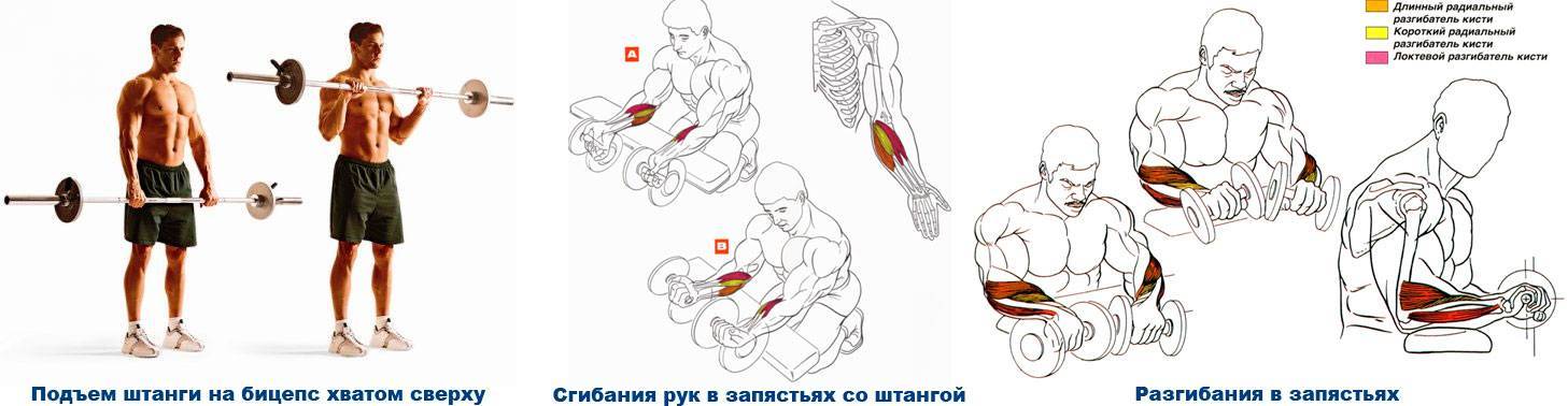 Топ-12 упражнений на бицепс с гантелями и штангой для спортзала и домашних условий