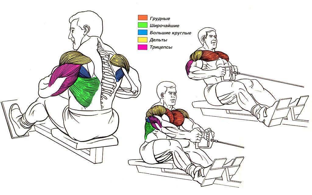 Тяга горизонтального блока к поясу, грудной клетке, животу, на плечи, спину узким, широким хватом сидя, стоя. техники выполнения