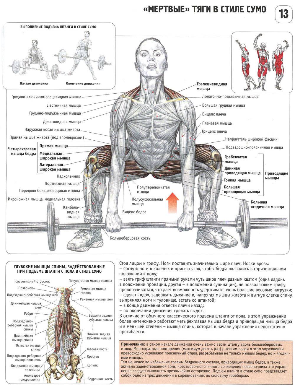 С какими мышечными группами делать становую тягу: спина или ноги?