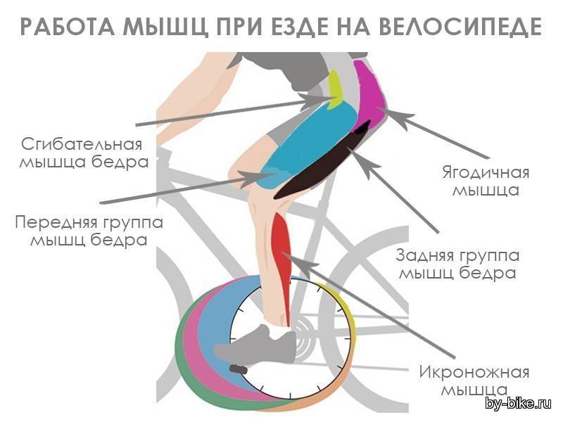 Какие мышцы работают при езде на велосипеде?