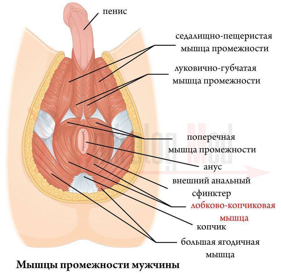 Гиперактивный мочевой пузырь у мужчин как вылечить thumbnail