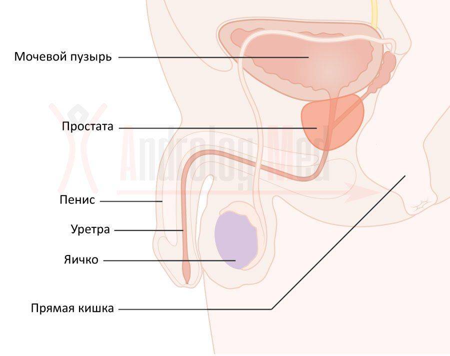 Простата и другие мужские органы