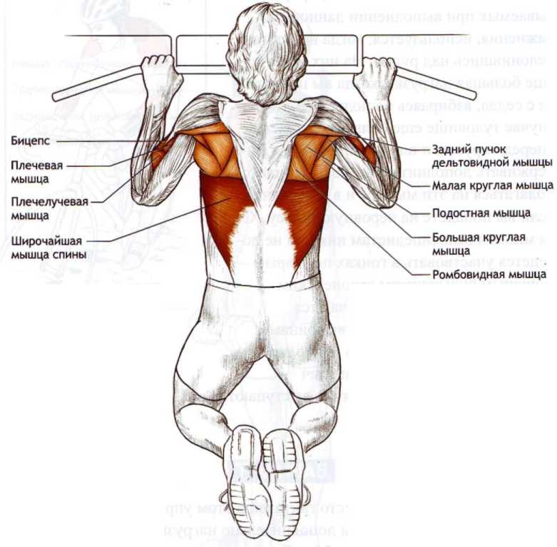 Подтягивания для спины. техника и разница между обычными подтягиваниями