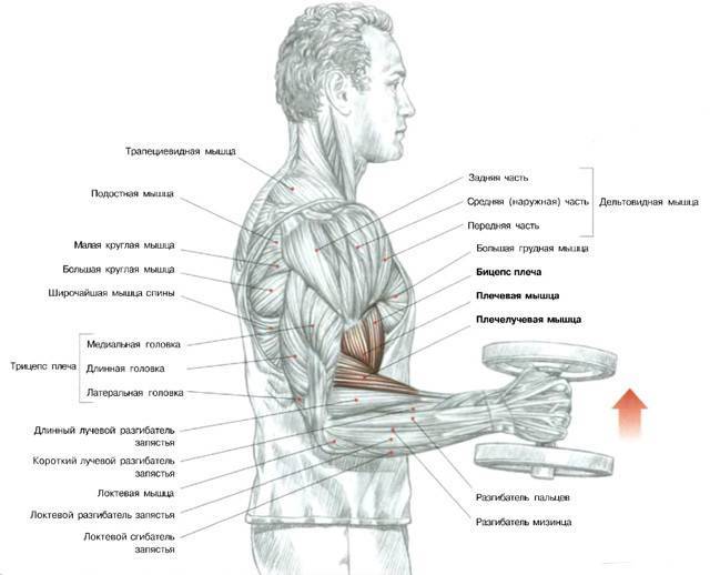 Как правильно делать сгибание рук на бицепс для максимального роста мышц