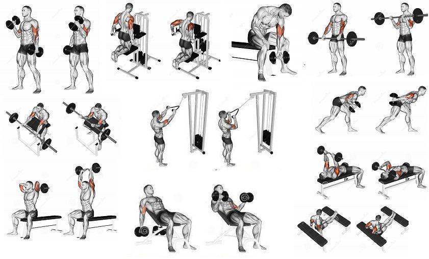 Топ-15 упражнений со штангой на все группы мышц: рекомендации для набора массы и похудения