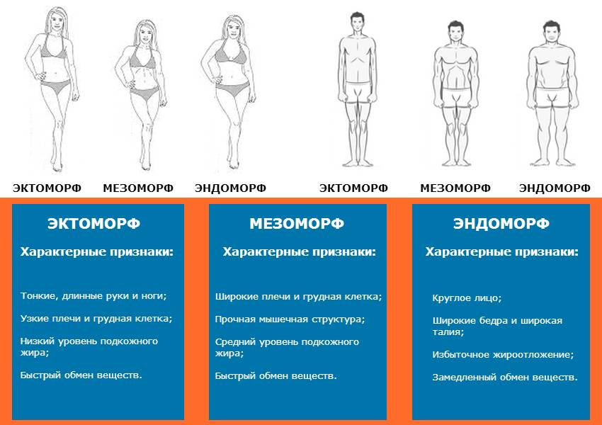 Типы телосложения — sportwiki энциклопедия