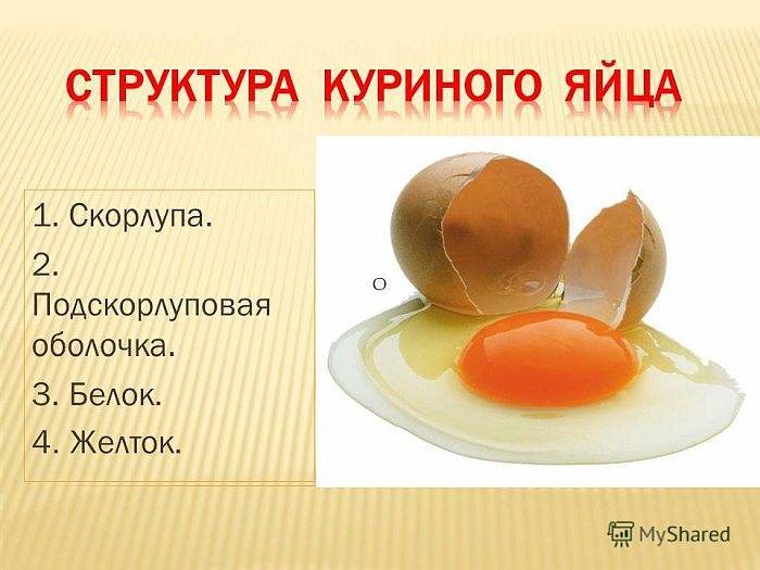 Куриные яйца польза и вред для здоровья организма человека