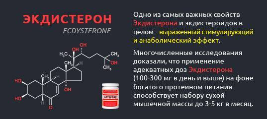 Что собой представляет препарат экдистерон и его применение в  бодибилдинге