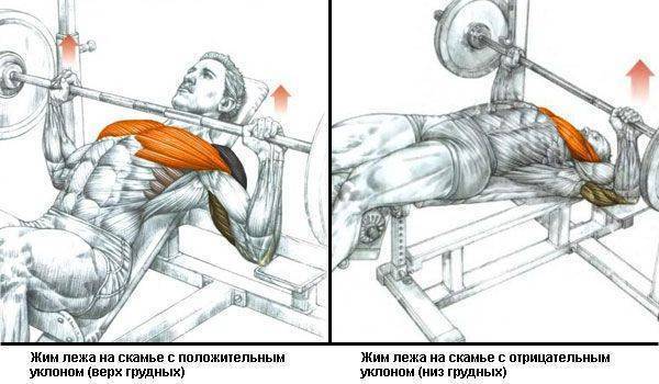 Жим гантелей на наклонной скамье — фишки и секреты самого эффективного упражнения для грудных