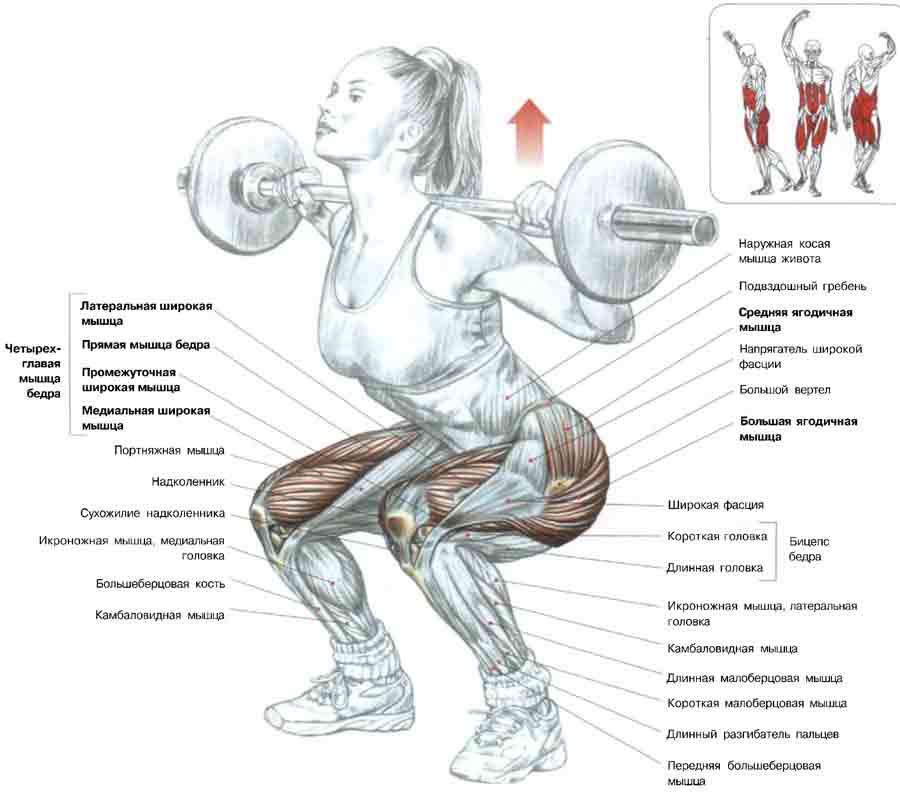Какие мышцы работают при приседании? как правильно качать мышцы ног?