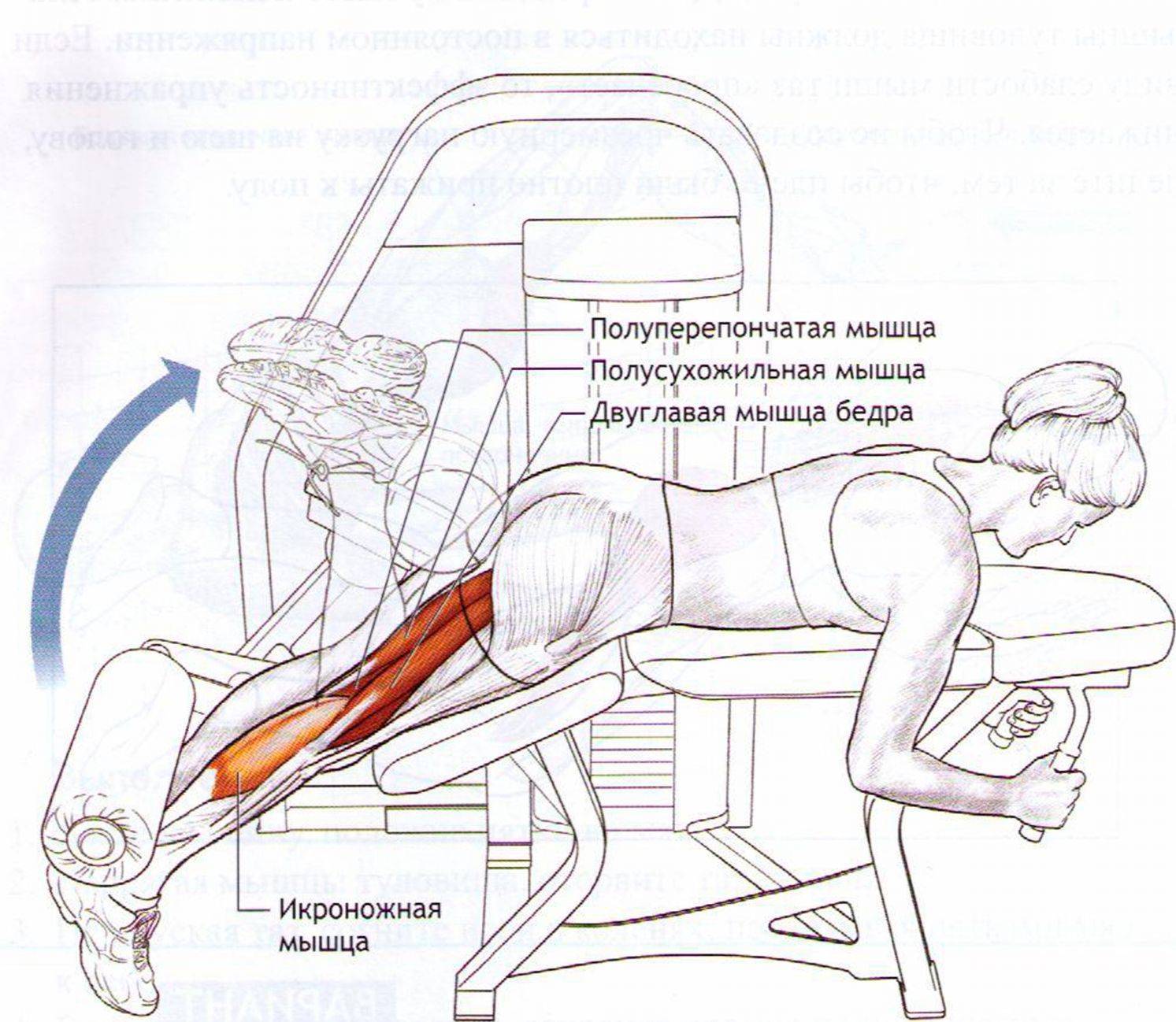 Сгибание и разгибание ног в тренажере: назначение упражнения, техника выполнения