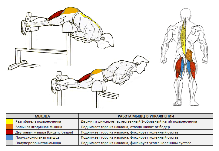 Гиперэкстензия - техника выполнения упражнения для спины