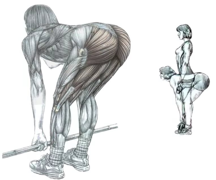 Становая тяга сумо – техника выполнения и работа мышц
