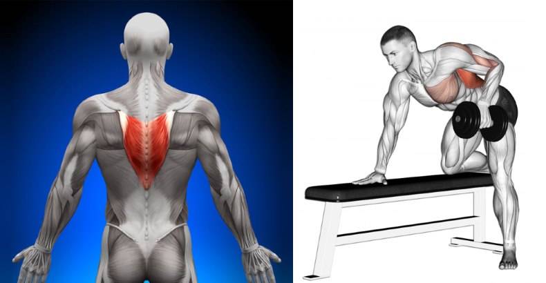 Трапециевидная мышца: лучшие упражнения для тренировки трапеций в домашних условиях и тренажерном зале