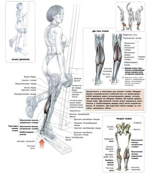 Подъем на носки: разработка икроножных мышц. топ-30 самых эффективных тренировок для мужчин и женщин! изучаем все тонкости и секреты