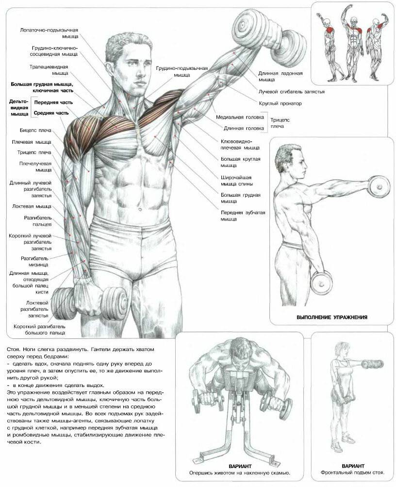 Эффективные упражнения на плечи — базовые и изолирующие