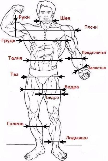 Таблица телосложения мужчин