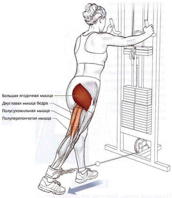 Какие мышцы работают на тренажёре степпер, а также различия и рекомендации к тренировкам
