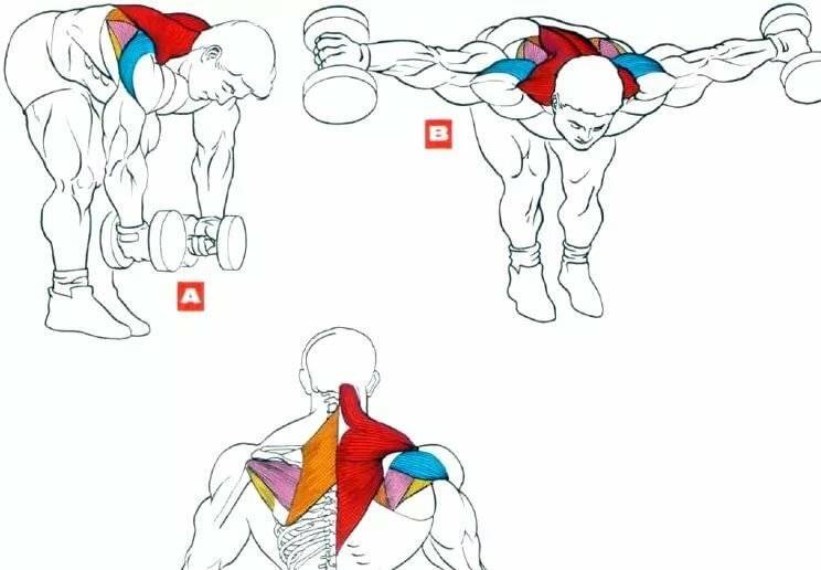 Как быстро накачать мышцы? семь правил наращивания мышечной массы