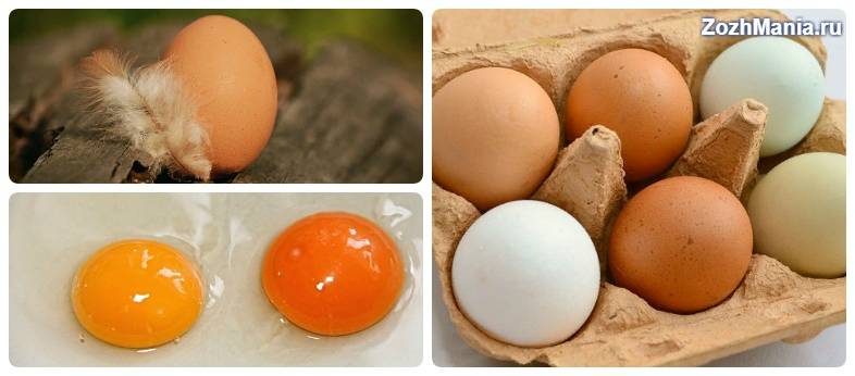 Сколько яиц можно съедать в день? что будет, если есть много яиц?