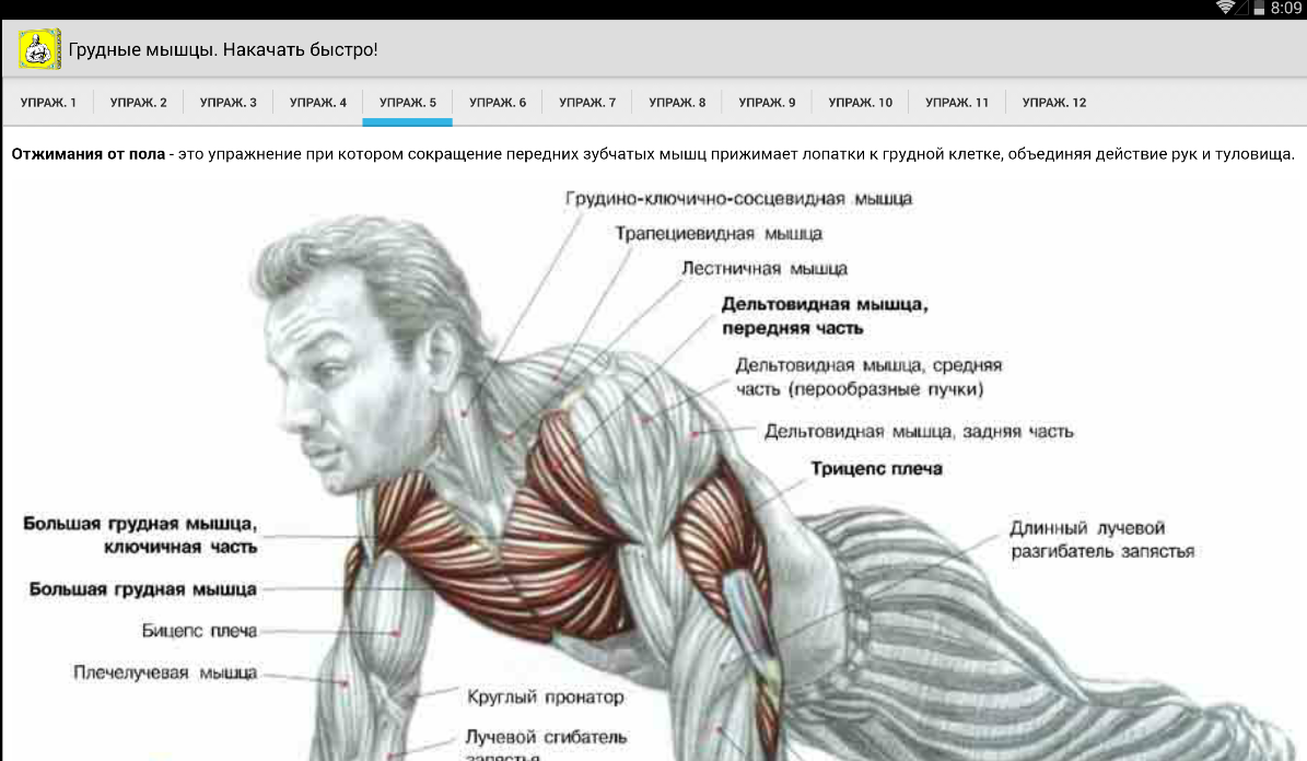 Как накачать грудные мышцы: видео, упражнения, программа тренировок