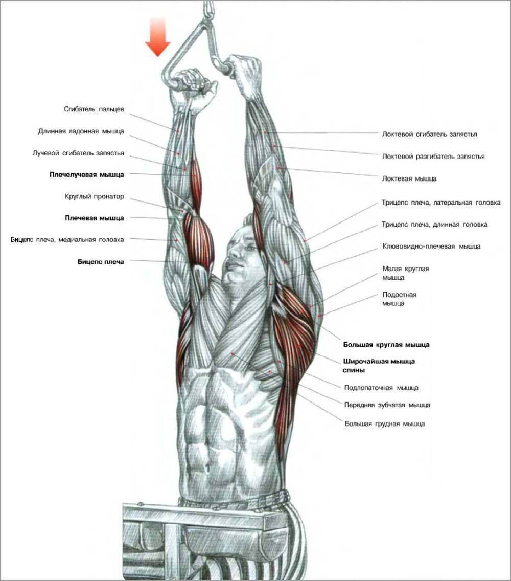 Тяга верхнего блока к груди – упражнение для мышц спины