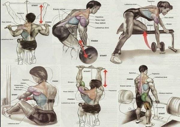 Тренировка спины в зале — лучшие упражнения на мышцы спины