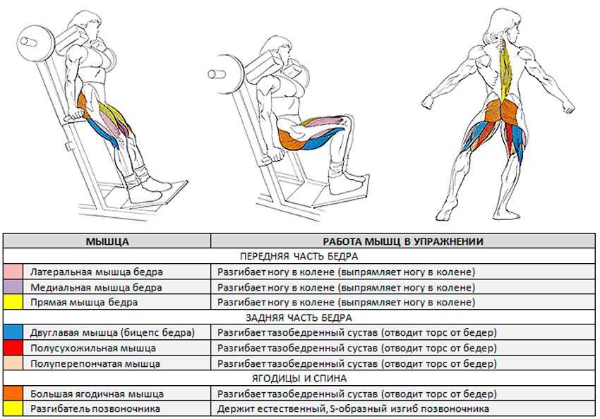 Правильная техника приседаний: какие мышцы работают