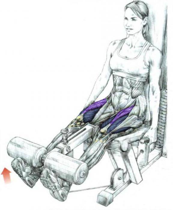 Cгибание ног в тренажере: техника выполнения лежа на животе, стоя и сидя