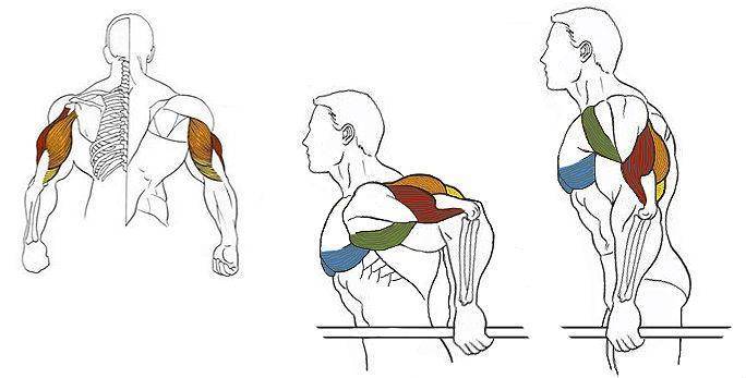 12 эффективных упражнений для грудных мышц