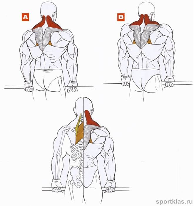 Шраги со штангой стоя: какие мышцы работают, техника выполнения