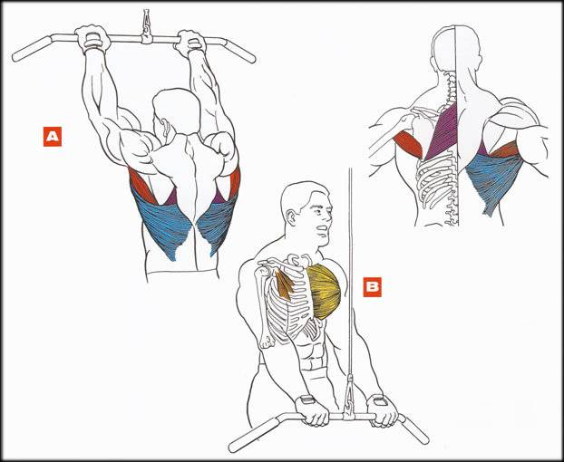 Упражнение пуловер с гантелью для грудных мышц: техника выполнения
