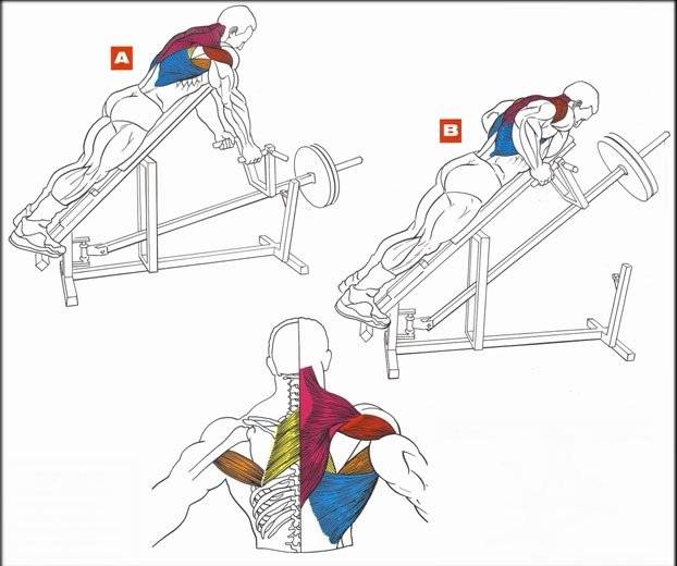 Тренировка спины в зале — лучшие упражнения на мышцы спины