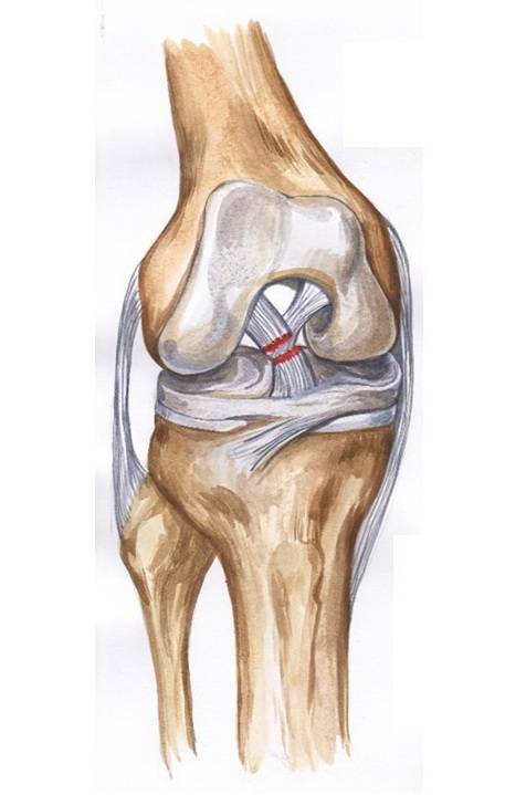 Виды и лечение травм колена