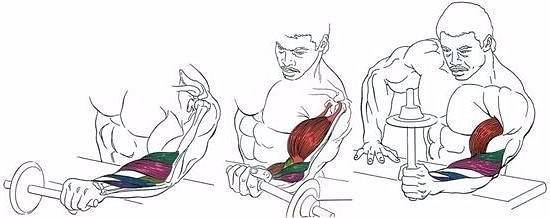 Тренировка мышц предплечья